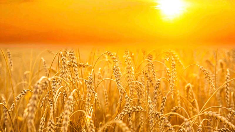 Campo de trigo en tiempo de cosecha