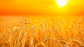 Cosecha de trigo, prosperidad integral